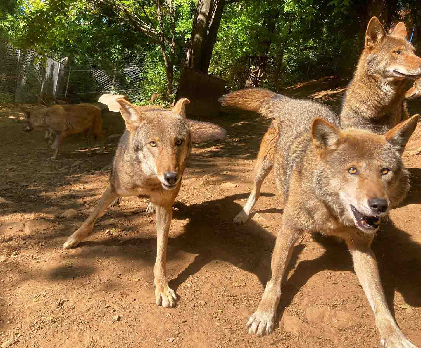 Conservation Mill Mountain Zoo NonProfit Conservation Zoo in Roanoke, VA Blue Ridge